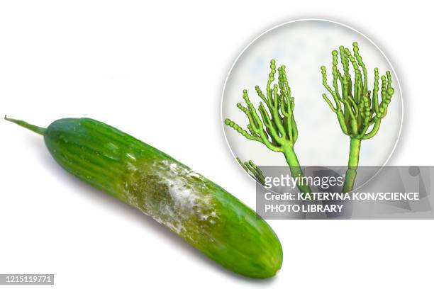 cucumber covered with mould, composite image - fungal mold stock illustrations