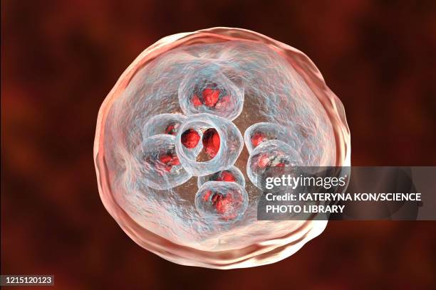 echinococcus granulosus hydatid cyst, illustration - plattwurm stock-grafiken, -clipart, -cartoons und -symbole