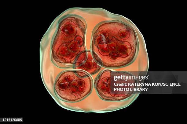 bildbanksillustrationer, clip art samt tecknat material och ikoner med echinococcus multilocularis hydatid cyst, illustration - cyst