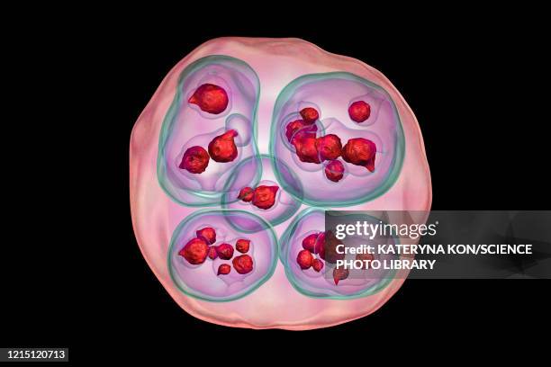 ilustraciones, imágenes clip art, dibujos animados e iconos de stock de echinococcus multilocularis hydatid cyst, illustration - tejido adiposo