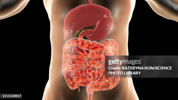 normal flora of human intestine, conceptual illustration - dickdarm verdauungstrakt stock-grafiken, -clipart, -cartoons und -symbole