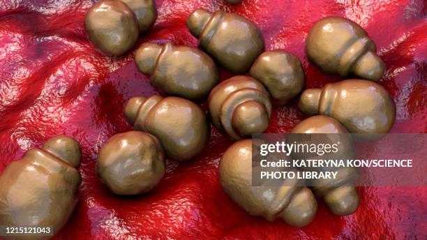 malassezia skin fungus, illustration - yeast stock illustrations