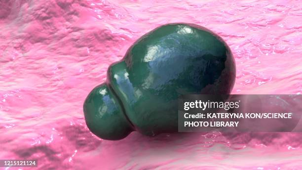 malassezia skin fungus, illustration - yeast stock illustrations