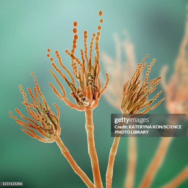 517 青カビ Stock Photos, High-Res Pictures, and Images - Getty Images