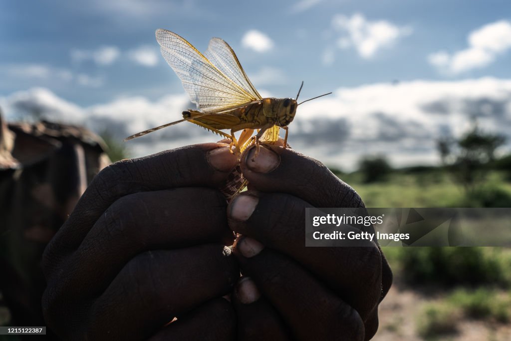 East Africa Experiences Worst Locust Swarms In Decades