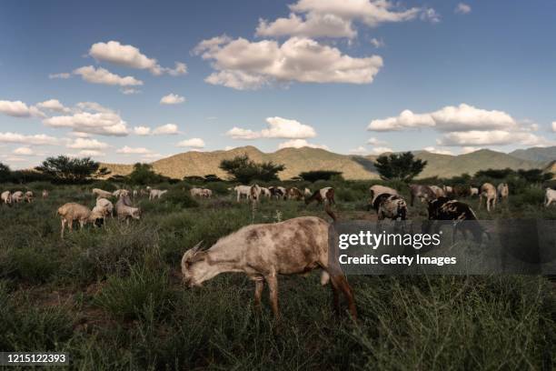 Goats and sheep are seen grazing on a field in Samburu north on May 22, 2020 in Samburu County, Kenya. Trillions of locusts are swarming across parts...