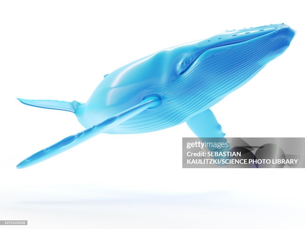 Whale, illustration
