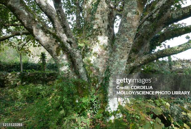 sycamore (acer pseudoplatanus) - epiphyte stock pictures, royalty-free photos & images