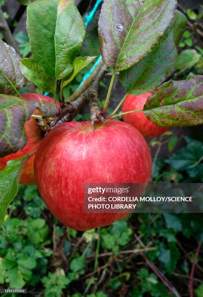 Apple (Malus domestica 'Bardsey')