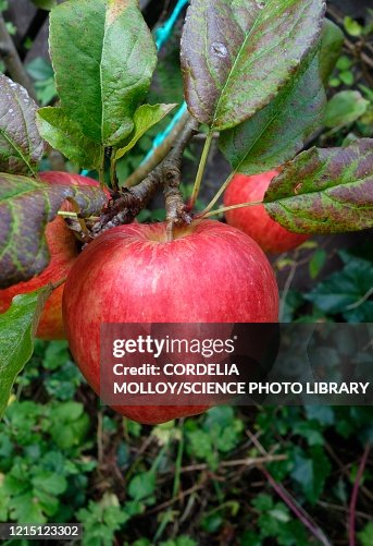 Apple (Malus domestica 'Bardsey') Apple (Malus domestica 'Bardsey')