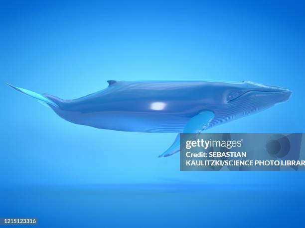whale, illustration - humpback whale stock-grafiken, -clipart, -cartoons und -symbole
