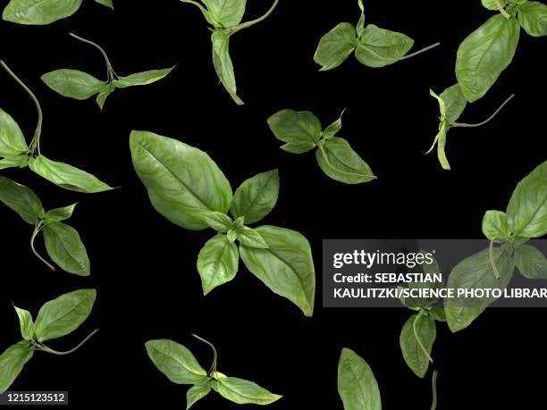 basil, illustration - basil stock illustrations