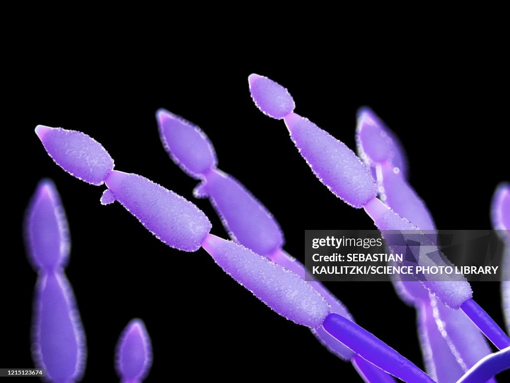 Alternaria mould, illustration