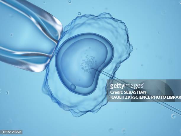 illustrazioni stock, clip art, cartoni animati e icone di tendenza di in vitro fertilisation, illustration - embrione