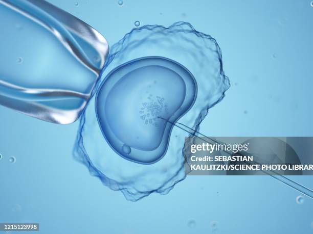 bildbanksillustrationer, clip art samt tecknat material och ikoner med in vitro fertilisation, illustration - injicera