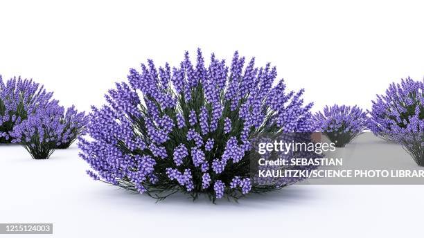 lavender, illustration - lavender stock illustrations