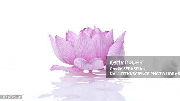 lotus flower, illustration - lotus stock illustrations