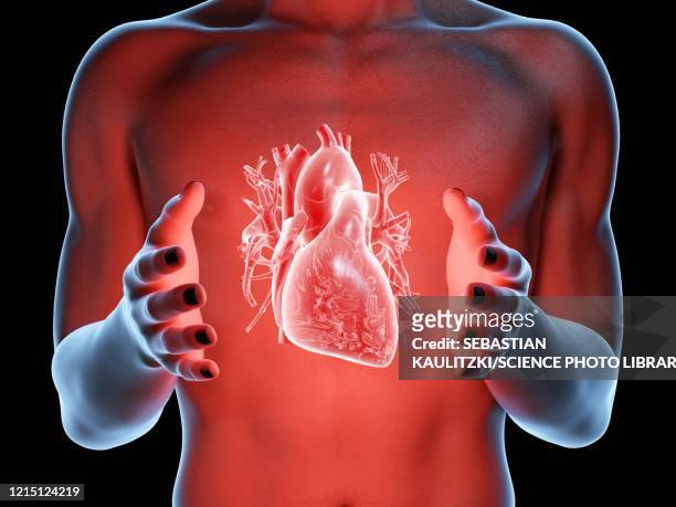 bildbanksillustrationer, clip art samt tecknat material och ikoner med man holding a heart, illustration - heart ventricle