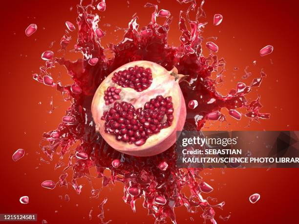 1 0点のザクロイラスト素材 Getty Images 1 0点のザクロイラスト素材 Getty Images