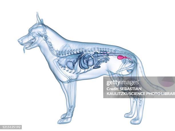 dog bladder, illustration - gray wolf stock illustrations