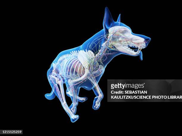 ilustraciones, imágenes clip art, dibujos animados e iconos de stock de dog internal anatomy, illustration - animal body part