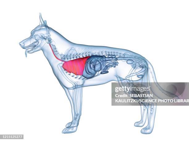 dog lung, illustration - gray wolf stock illustrations