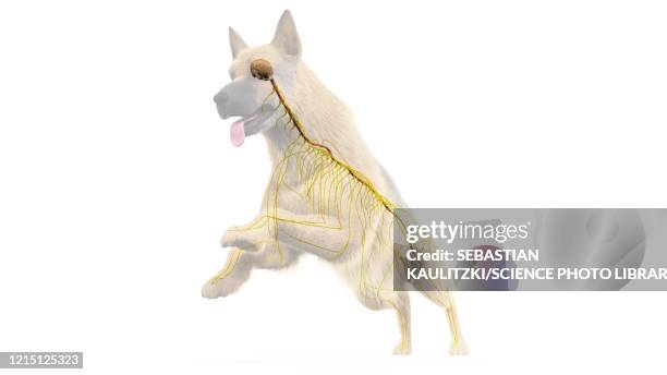 Illustration of Puppy Nervous System Issues Caused By Grass