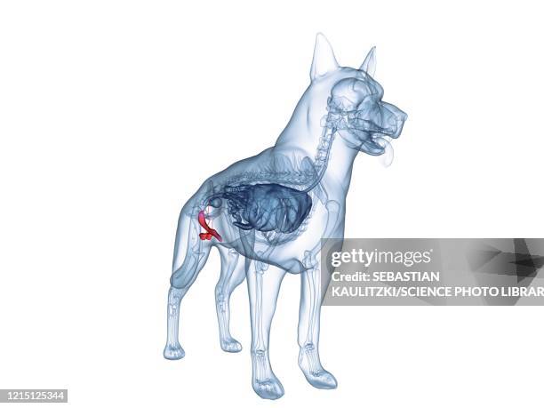 61 Ilustraciones de Organo Reproductivo Animal - Getty Images 61 Ilustraciones de Organo Reproductivo Animal - Getty Images