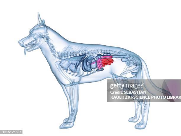 dog small intestine, illustration - dog white background stock illustrations