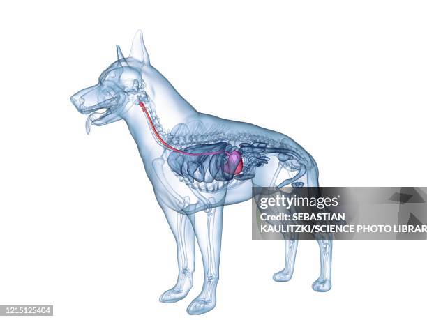 dog stomach, illustration - dog digestive system stock illustrations