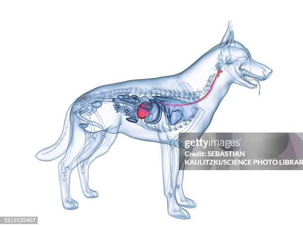 47 Ilustraciones de Estómago De Animal órgano Interno - Getty Images 47 Ilustraciones de Estómago De Animal órgano Interno - Getty Images