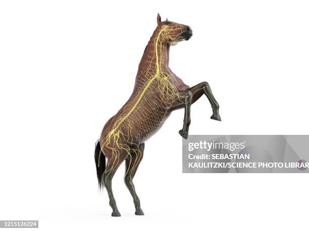horse nervous system, illustration - vet science stock illustrations