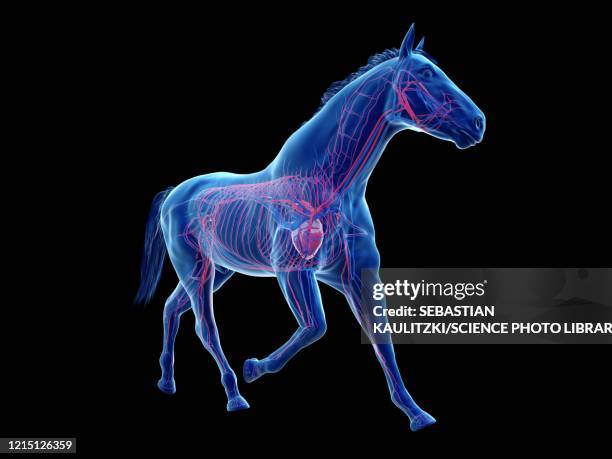 horse vascular system, illustration - pferdeartige stock-grafiken, -clipart, -cartoons und -symbole