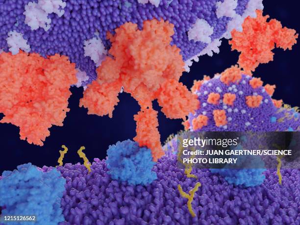 covid-19 coronavirus binding to receptors, illustration - spike protein stock-grafiken, -clipart, -cartoons und -symbole