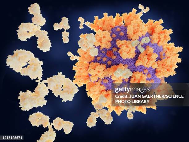 antibodies responding to coronavirus particle, illustration - antigen stock illustrations