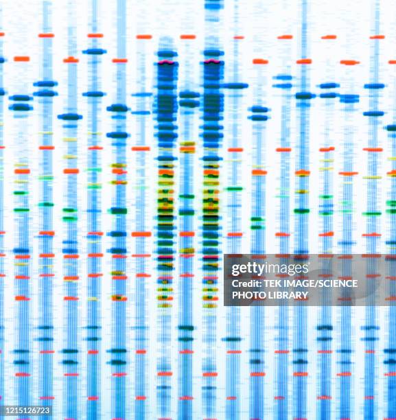 dna profile - dna test stock pictures, royalty-free photos & images