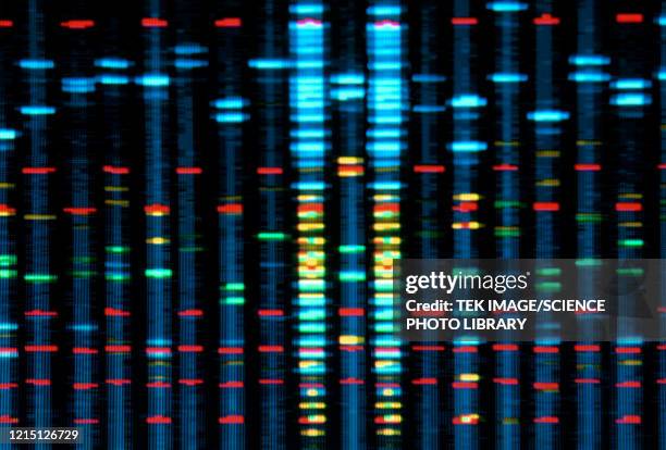 dna profile - evidence stock pictures, royalty-free photos & images