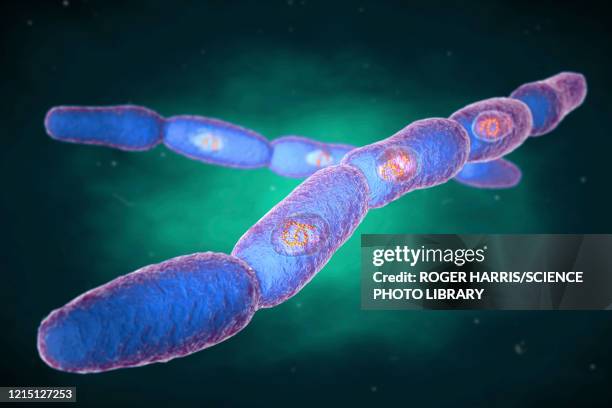 anthrax bacteria, illustration - bacillus anthracis stock illustrations