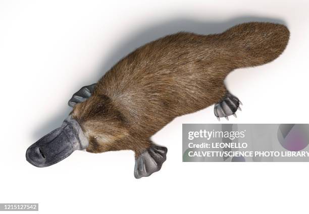 platypus, illustration - platypus stock illustrations