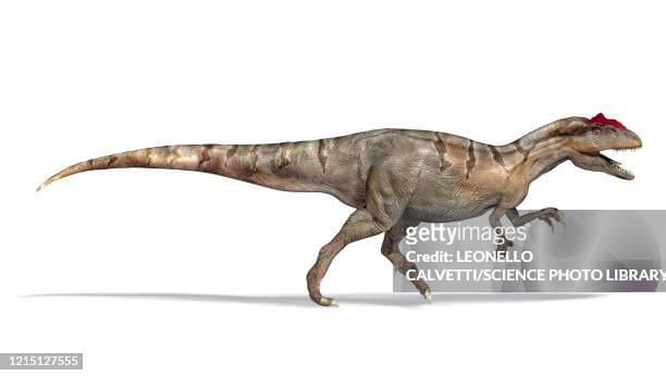 allosaurus dinosaur, illustration - allosaurus stock-grafiken, -clipart, -cartoons und -symbole