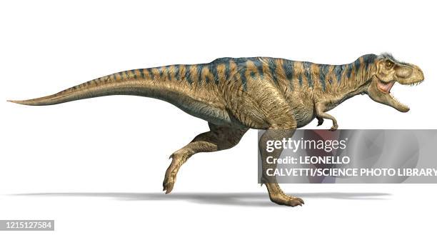 stockillustraties, clipart, cartoons en iconen met t-rex dinosaur running, illustration - tyrannosaurus rex