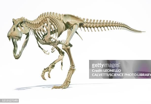 t-rex skeleton, illustration - bristle animal part stock-grafiken, -clipart, -cartoons und -symbole