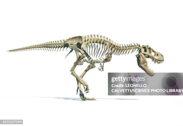 t-rex skeleton, illustration - bristle animal part stock-grafiken, -clipart, -cartoons und -symbole