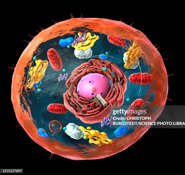 stockillustraties, clipart, cartoons en iconen met animal cell structure, illustration - golgi complex