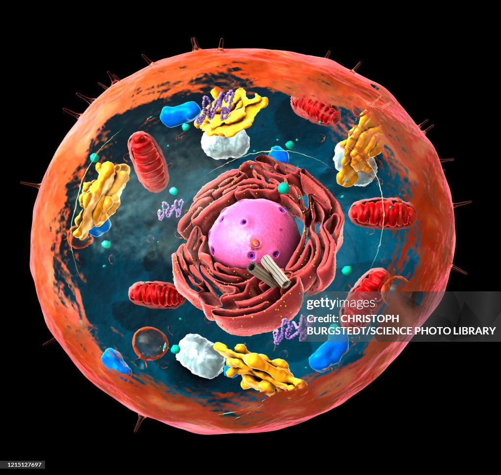 Animal cell structure, illustration