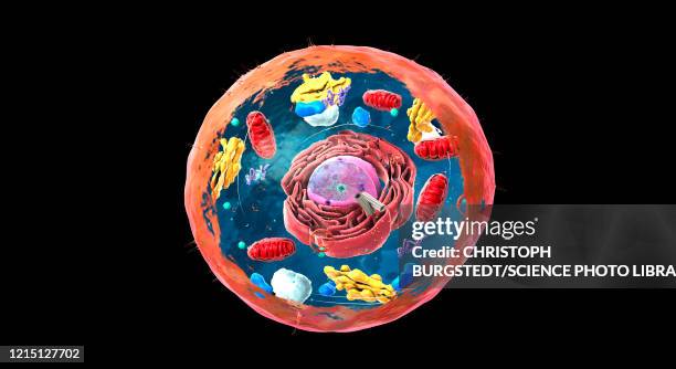 stockillustraties, clipart, cartoons en iconen met animal cell structure, illustration - golgi complex