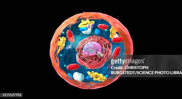 ilustrações de stock, clip art, desenhos animados e ícones de animal cell structure, illustration - microcorpo