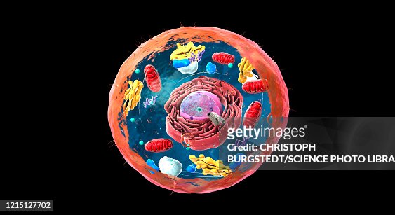 Animal Cell Structure Illustration High-Res Vector Graphic - Getty Images
