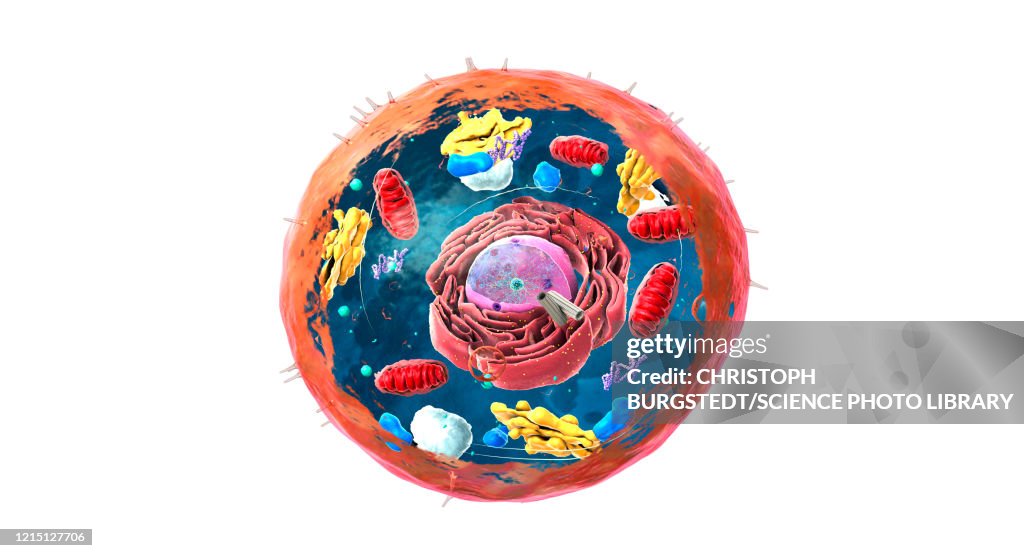 Animal cell structure, illustration