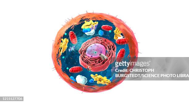 animal cell structure, illustration - lysosome stock illustrations